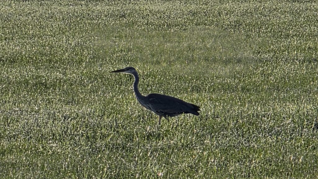 Graureiher auf einem Feld bei Sölb