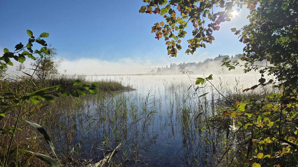 Morgennebel im Schilf bei Seeshaupt