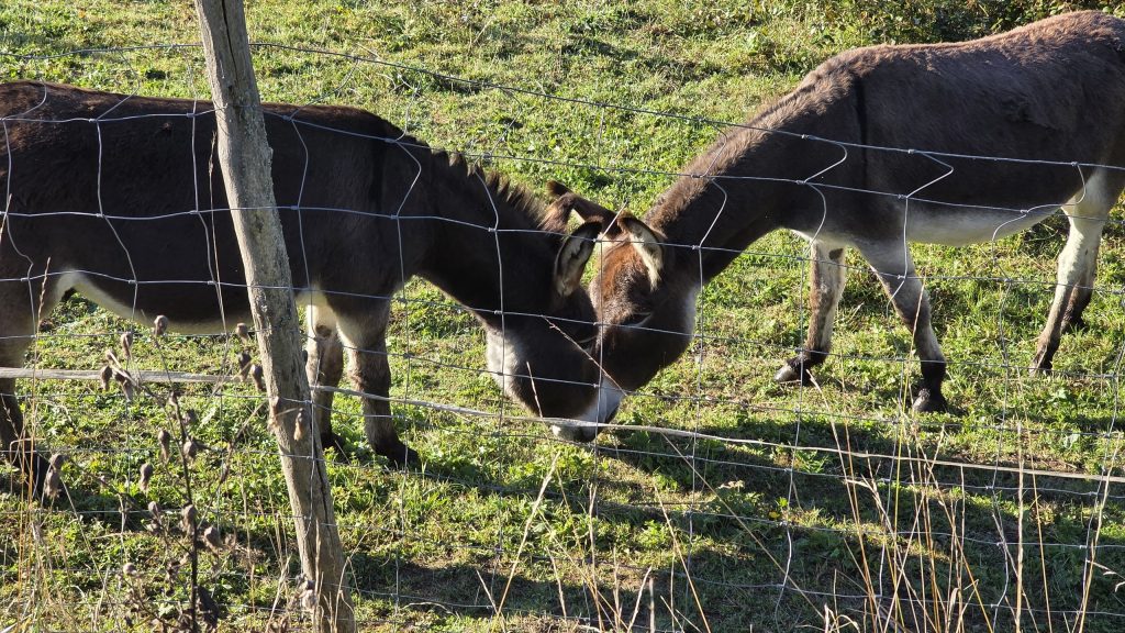 Zwei Esel auf der Weide bei Neuried