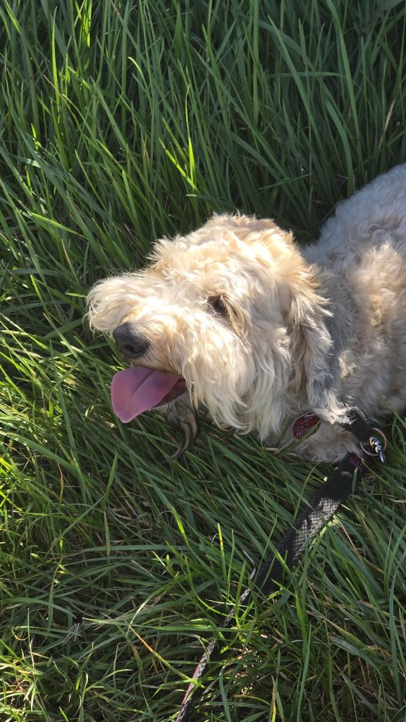 Der Hund im hohen Gras