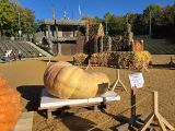 Riesenkürbisse bei der Kürbisausstellung in Dürnast