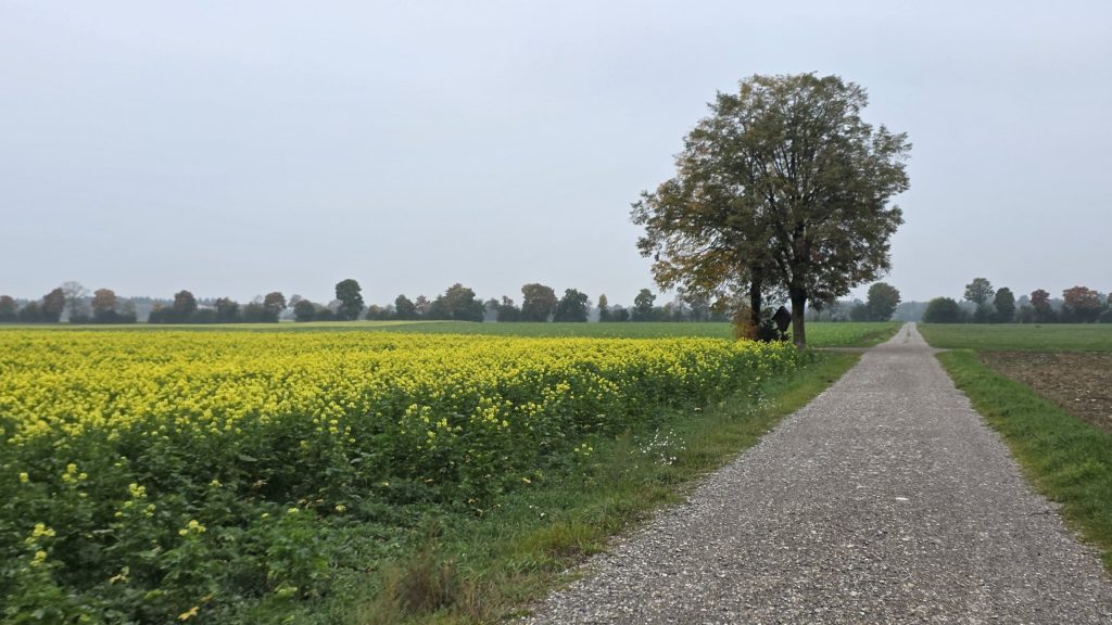 Feldweg an einem Rapsfeld bei Prittriching