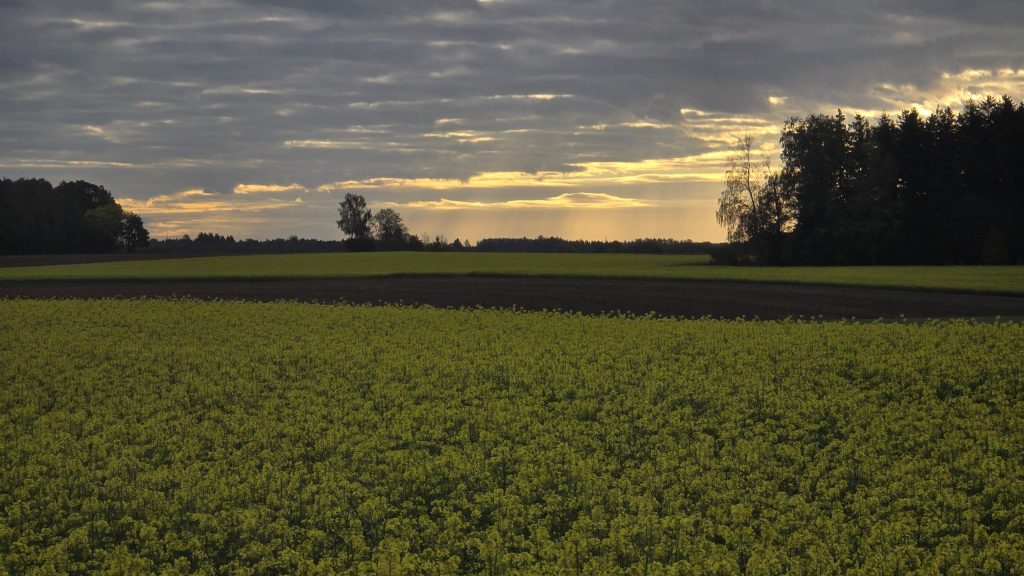 Sonnenaufgang über einem Rapsfeld bei Nassenhausen