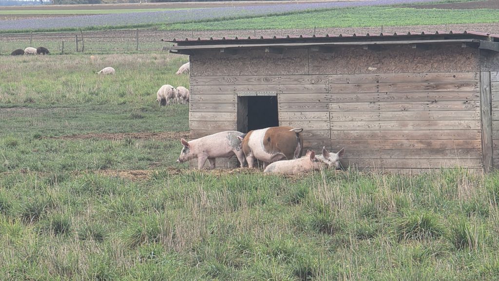 Freilandschweine vor ihrer Hütte bei Frauenberg